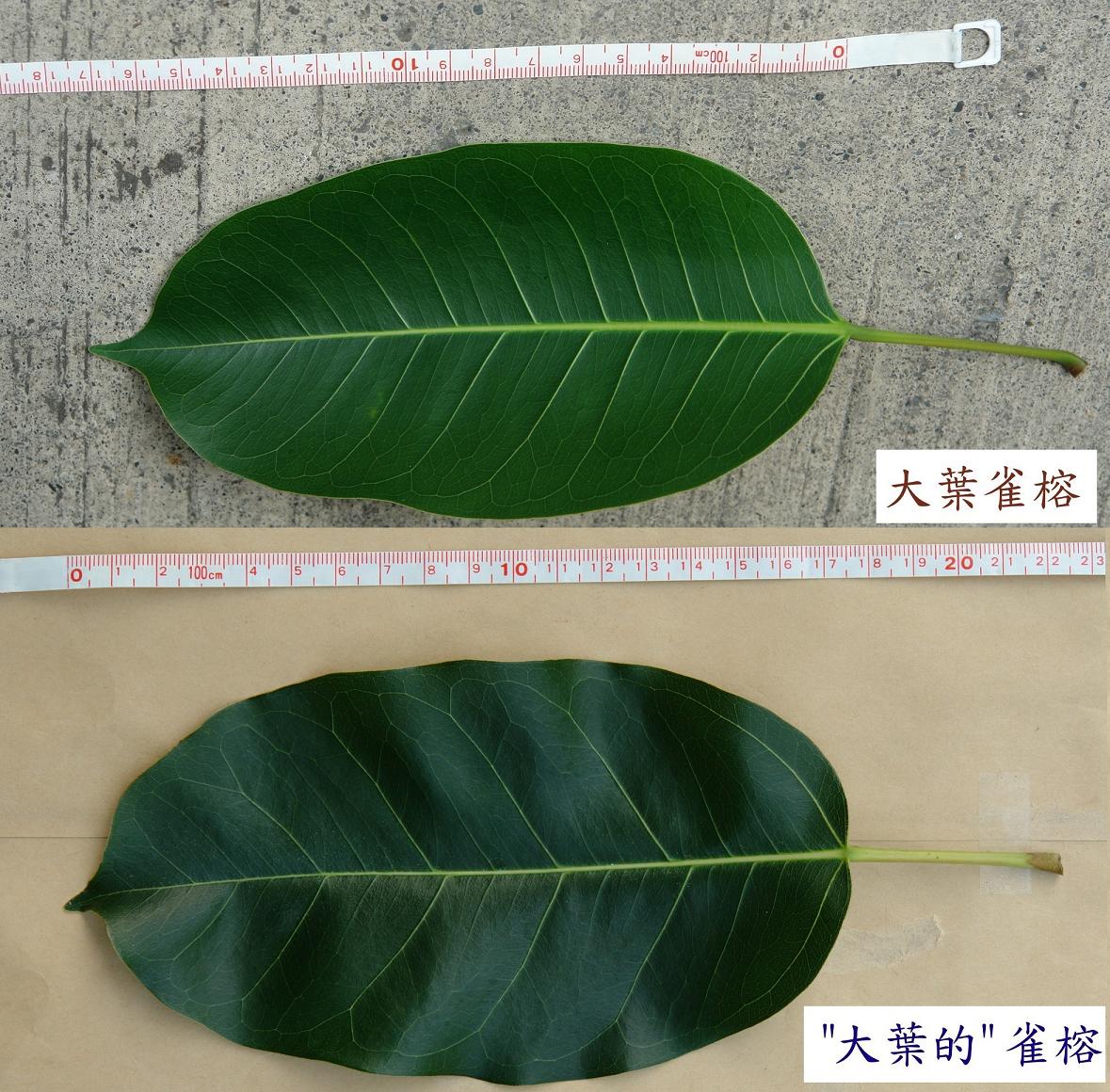 «ö¦¹¦b·sµøµ¡ÂsÄý¹Ï¤ù