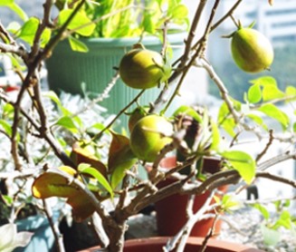 按此在新視窗瀏覽圖片