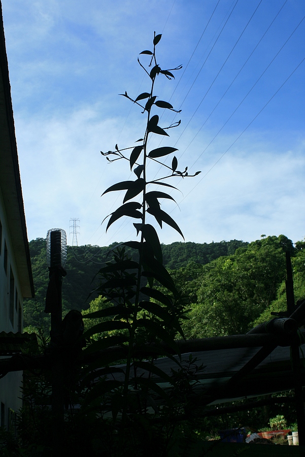 按此在新視窗瀏覽圖片