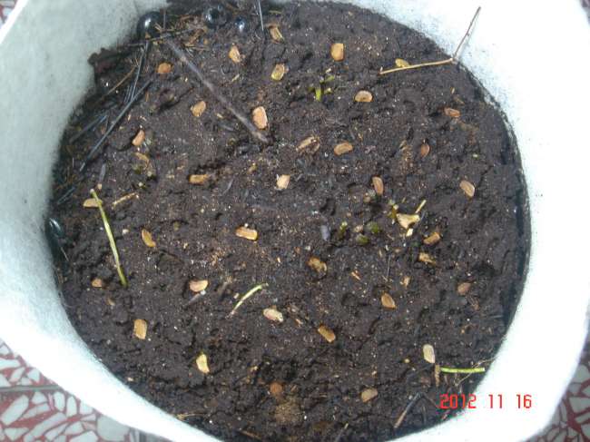 «ö¦¹¦b·sµøµ¡ÂsÄý¹Ï¤ù