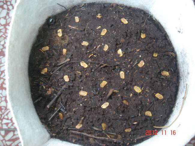 «ö¦¹¦b·sµøµ¡ÂsÄý¹Ï¤ù