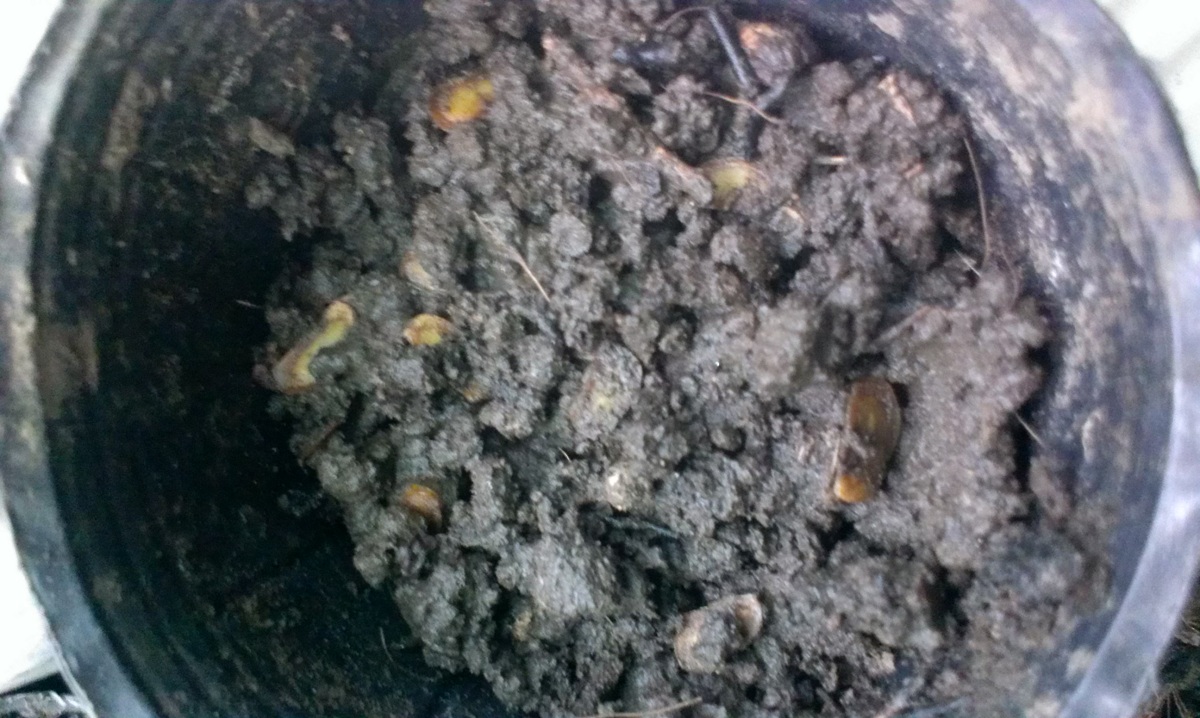 «ö¦¹¦b·sµøµ¡ÂsÄý¹Ï¤ù