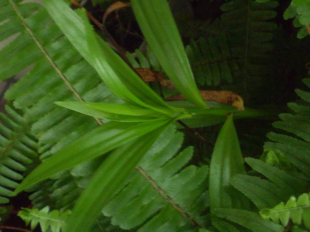 «ö¦¹¦b·sµøµ¡ÂsÄý¹Ï¤ù