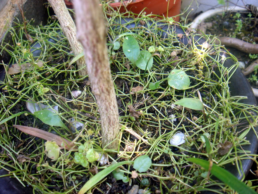 «ö¦¹¦b·sµøµ¡ÂsÄý¹Ï¤ù