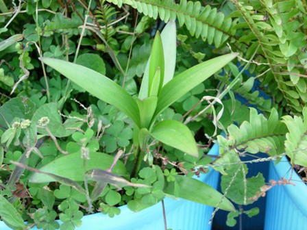 按此在新視窗瀏覽圖片