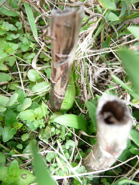 按此在新視窗瀏覽圖片