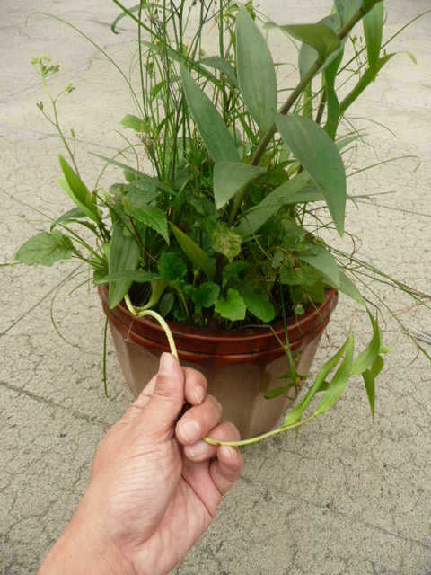 按此在新視窗瀏覽圖片