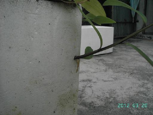 按此在新視窗瀏覽圖片