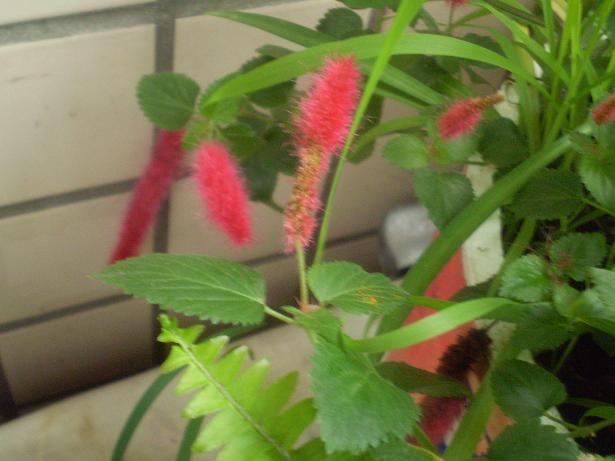 «ö¦¹¦b·sµøµ¡ÂsÄý¹Ï¤ù