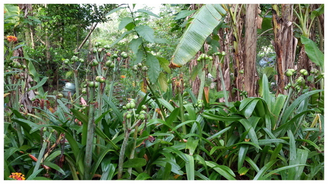 «ö¦¹¦b·sµøµ¡ÂsÄý¹Ï¤ù