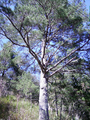 按此在新視窗瀏覽圖片