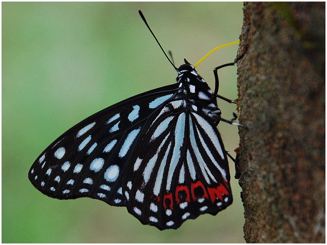 按此在新視窗瀏覽圖片