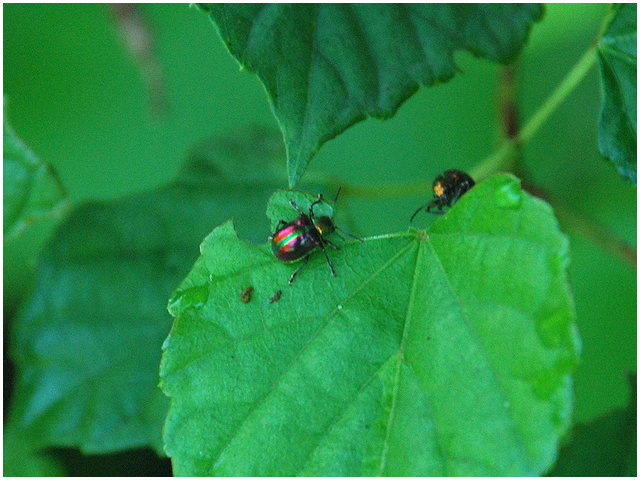 按此在新視窗瀏覽圖片