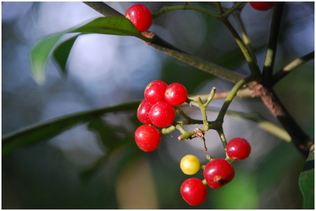 按此在新視窗瀏覽圖片