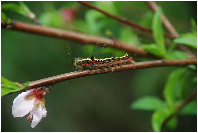 按此在新視窗瀏覽圖片