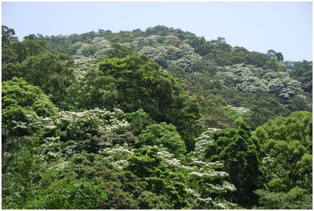 按此在新視窗瀏覽圖片