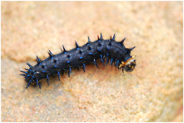 按此在新視窗瀏覽圖片