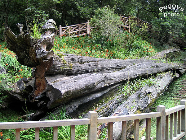 按此在新視窗瀏覽圖片