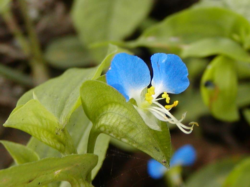 按此在新視窗瀏覽圖片