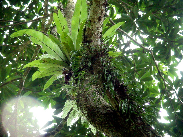 按此在新視窗瀏覽圖片