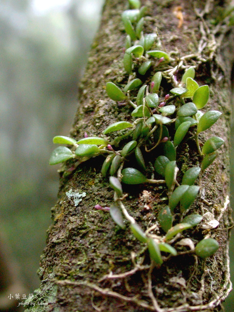 按此在新視窗瀏覽圖片