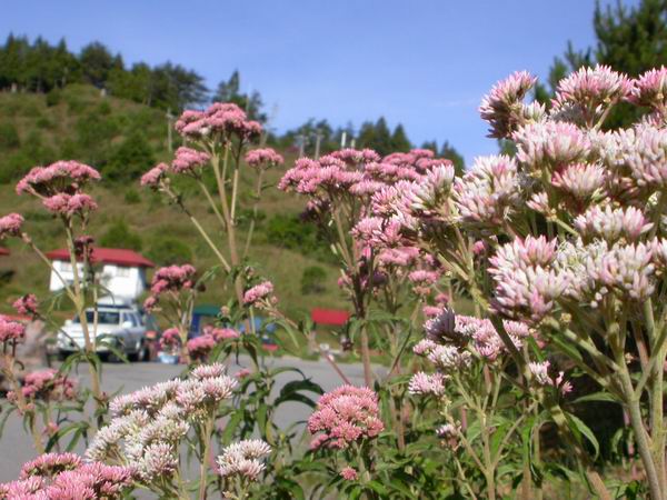 按此在新視窗瀏覽圖片