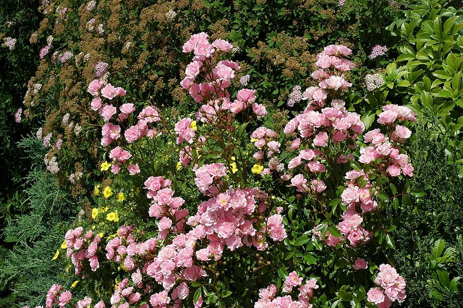 按此在新視窗瀏覽圖片