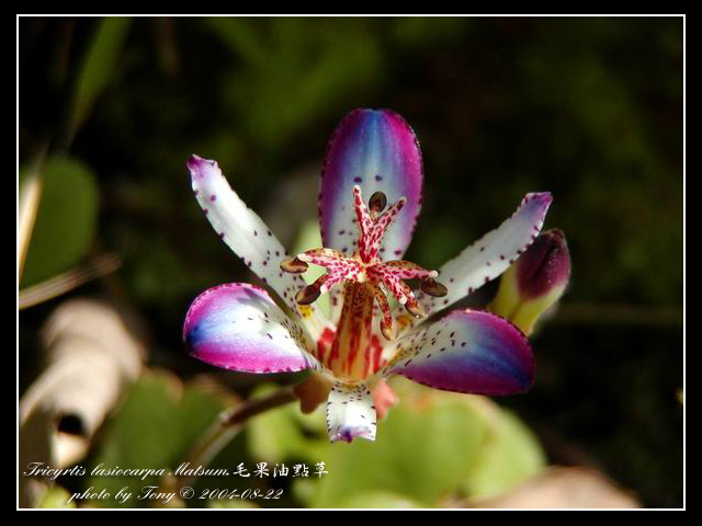 按此在新視窗瀏覽圖片