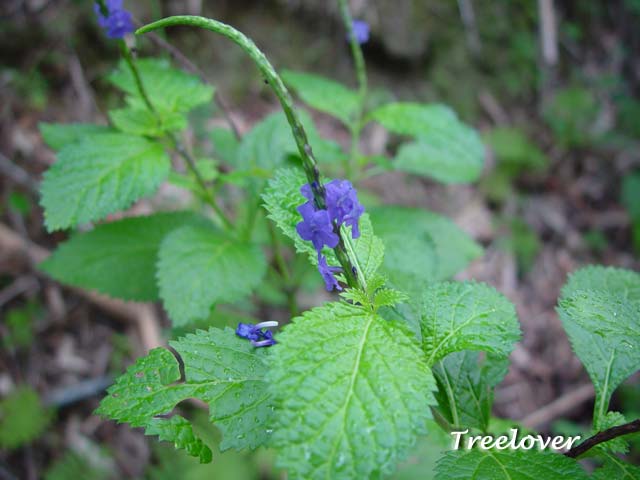 «ö¦¹¦b·sµøµ¡ÂsÄý¹Ï¤ù