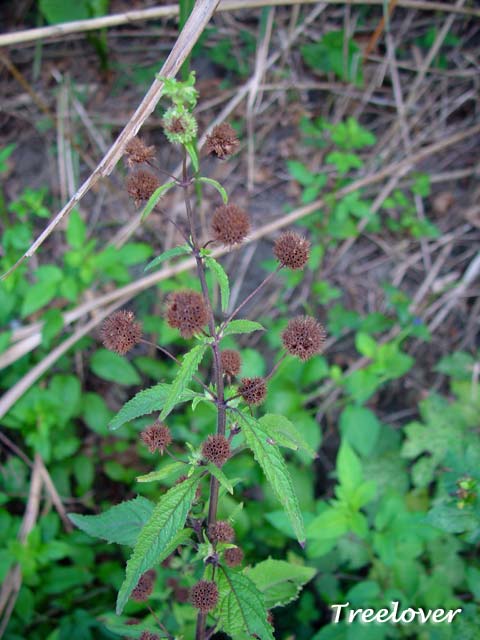 «ö¦¹¦b·sµøµ¡ÂsÄý¹Ï¤ù