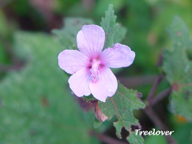 «ö¦¹¦b·sµøµ¡ÂsÄý¹Ï¤ù