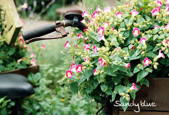 按此在新視窗瀏覽圖片