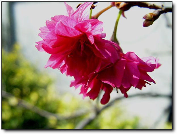 按此在新視窗瀏覽圖片