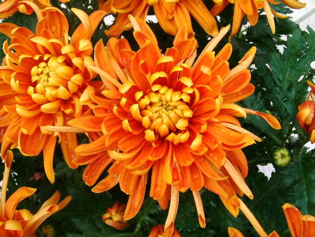 按此在新視窗瀏覽圖片