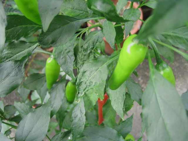 «ö¦¹¦b·sµøµ¡ÂsÄý¹Ï¤ù