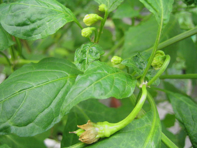 «ö¦¹¦b·sµøµ¡ÂsÄý¹Ï¤ù