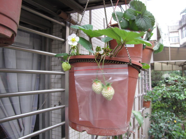 «ö¦¹¦b·sµøµ¡ÂsÄý¹Ï¤ù