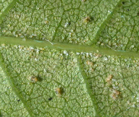 «ö¦¹¦b·sµøµ¡ÂsÄý¹Ï¤ù