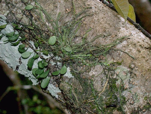 按此在新視窗瀏覽圖片