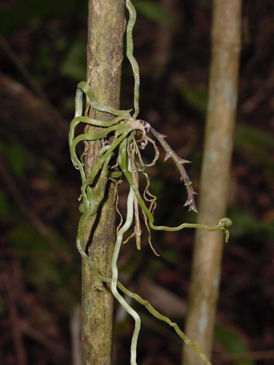 按此在新視窗瀏覽圖片