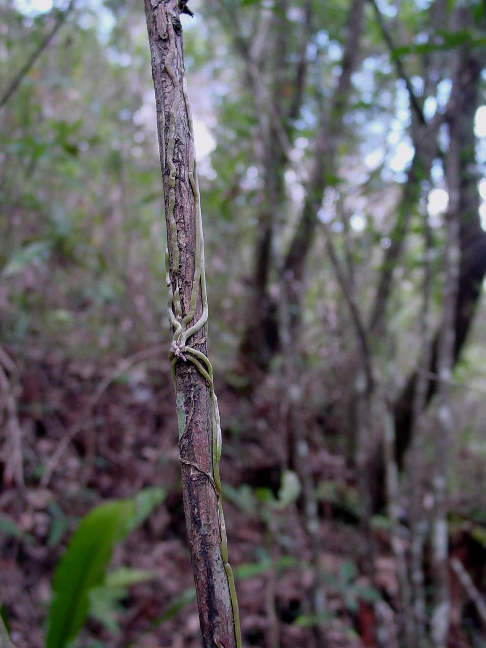 按此在新視窗瀏覽圖片