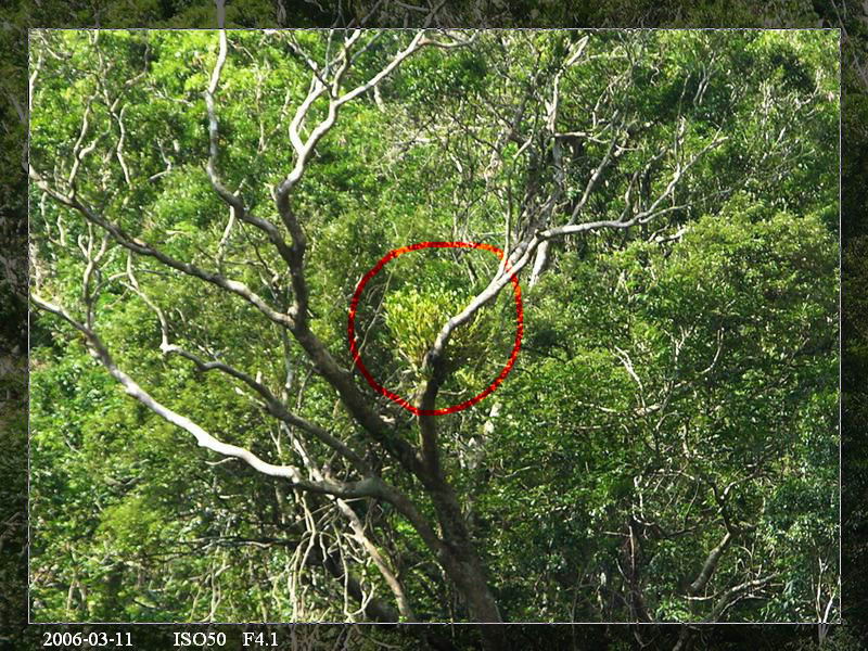 按此在新視窗瀏覽圖片