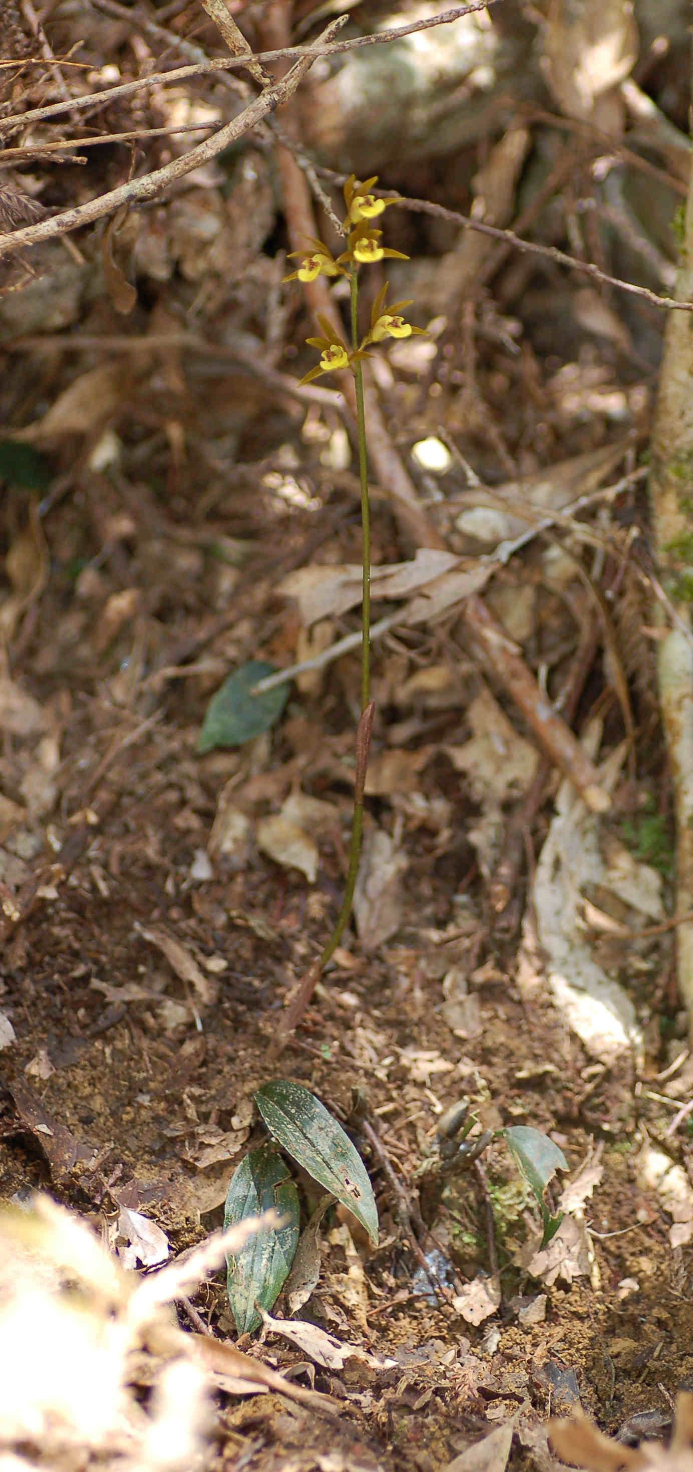 按此在新視窗瀏覽圖片