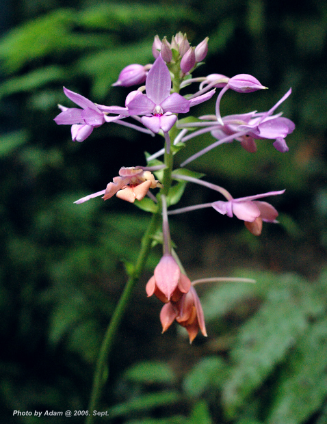 按此在新視窗瀏覽圖片