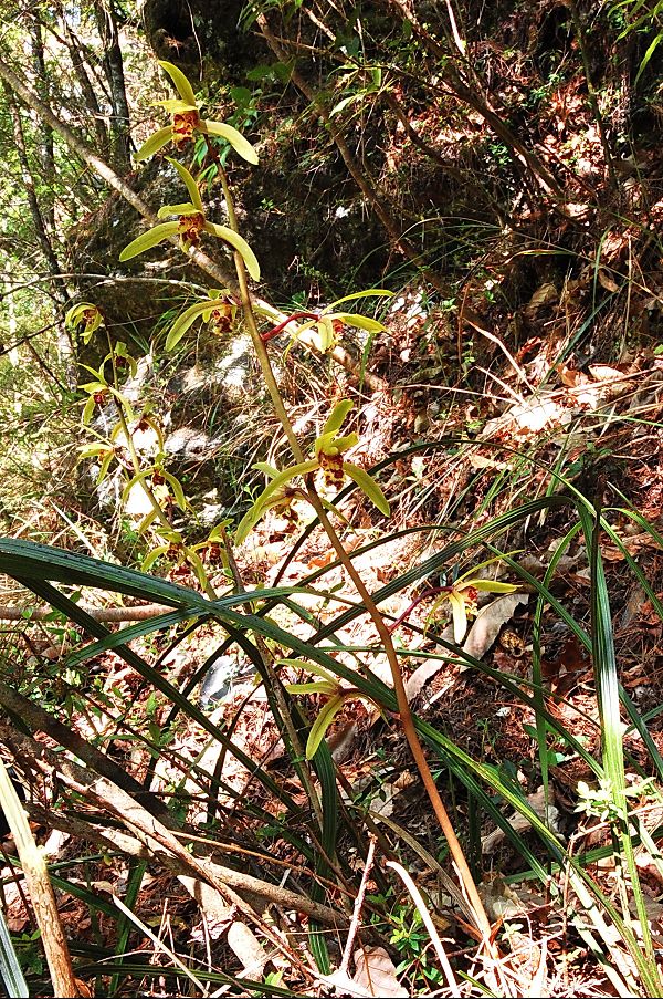 按此在新視窗瀏覽圖片