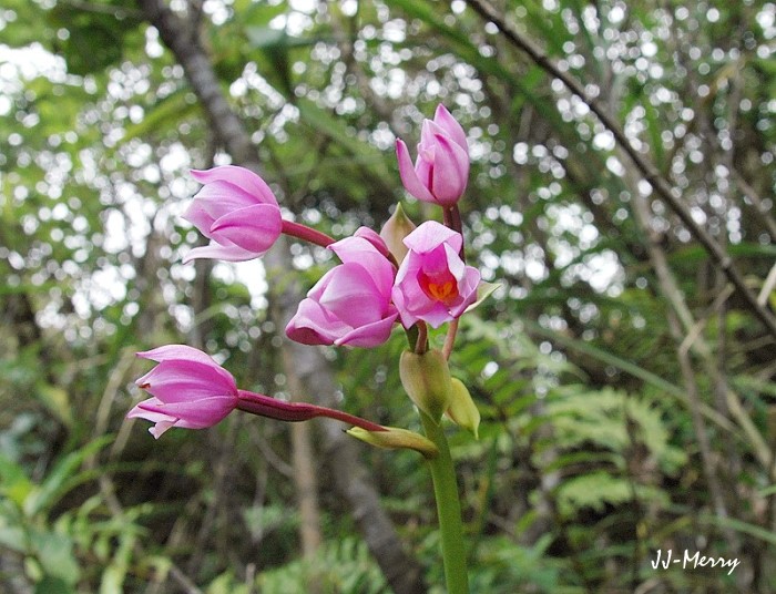 按此在新視窗瀏覽圖片
