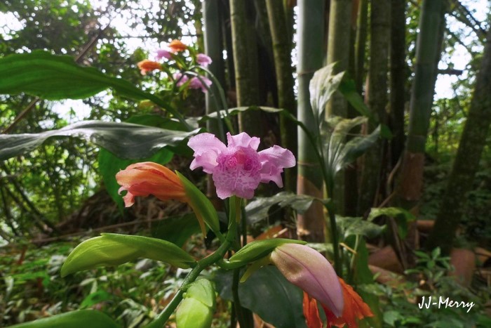 按此在新視窗瀏覽圖片