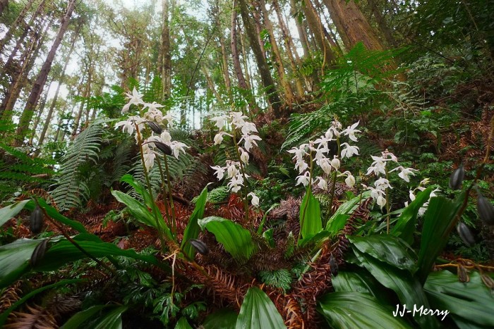 按此在新視窗瀏覽圖片