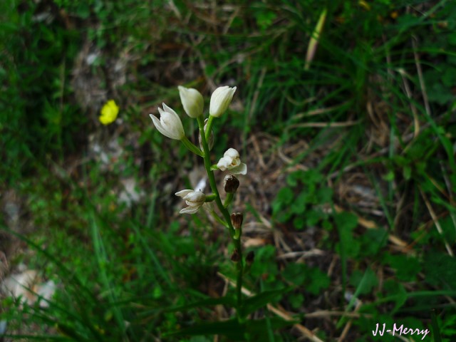 按此在新視窗瀏覽圖片