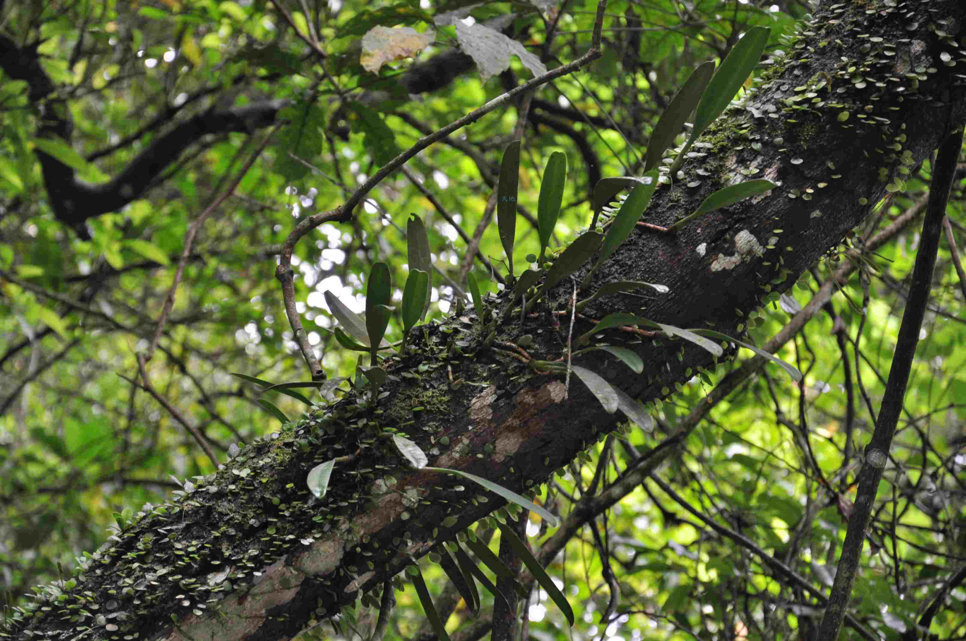 按此在新視窗瀏覽圖片